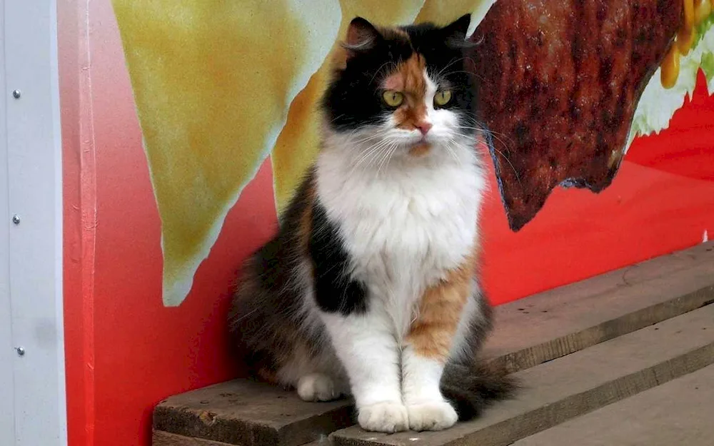 Siberian Angora cat tricolour