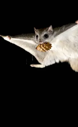 Siberian flying squirrel