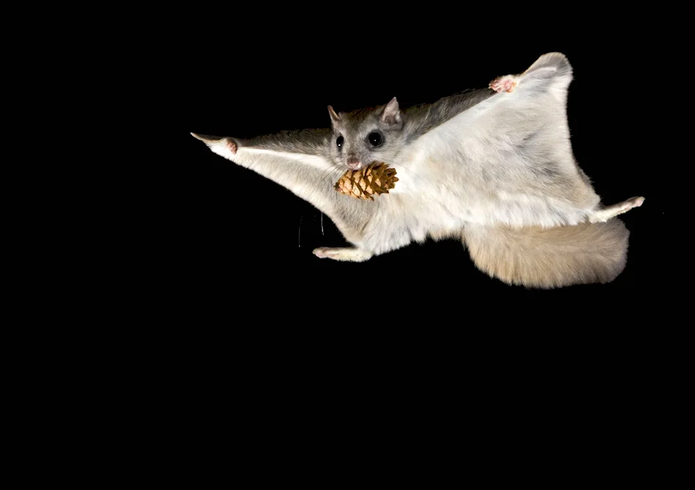 Siberian flying squirrel