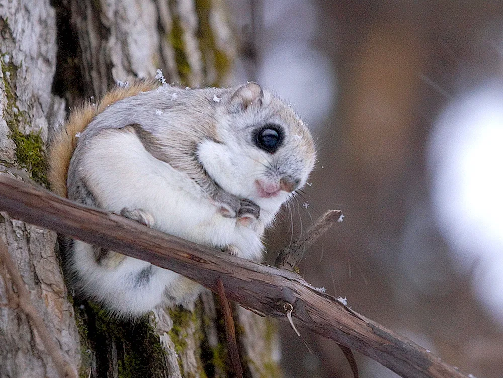 Japanese flying squirrel Momonga