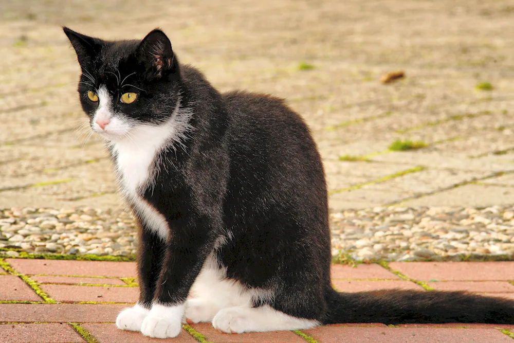 Siberian bicolour shorthair