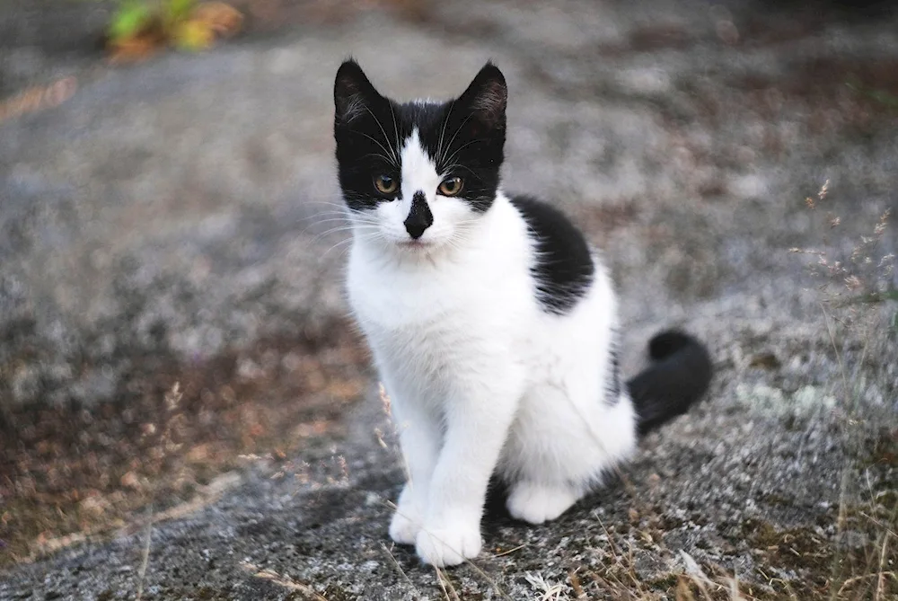 Siberian bicolour shorthair cat breed