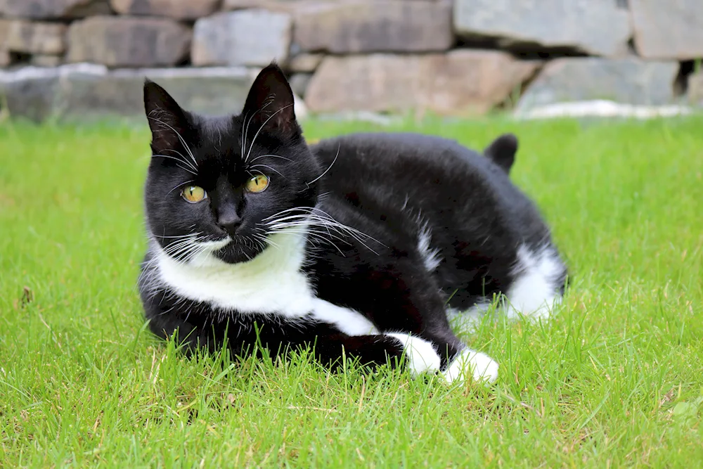 Black and white cat breed