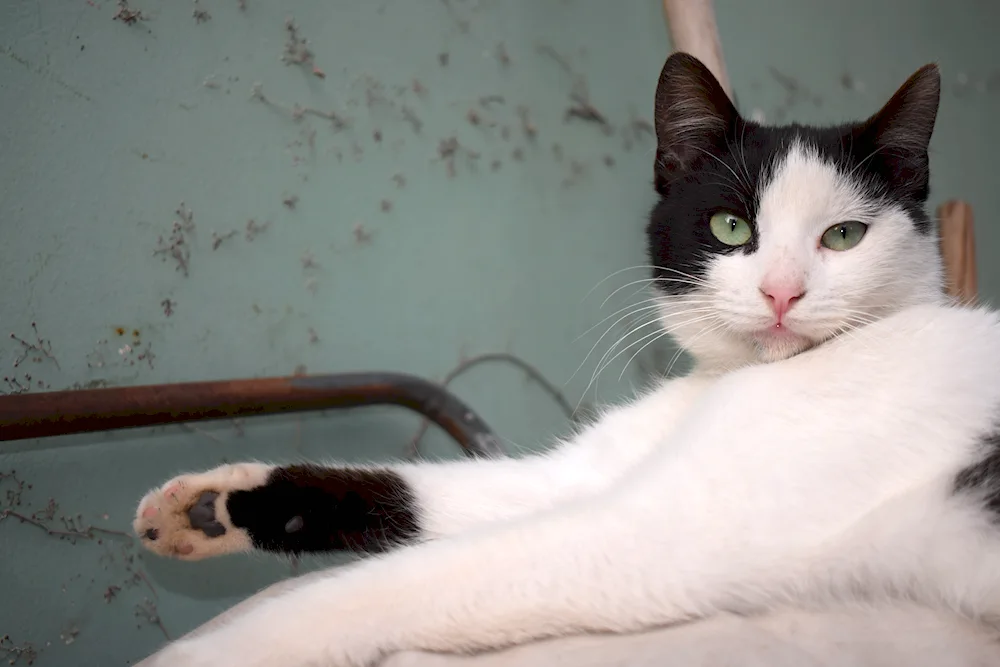 Siberian bicolour shorthair