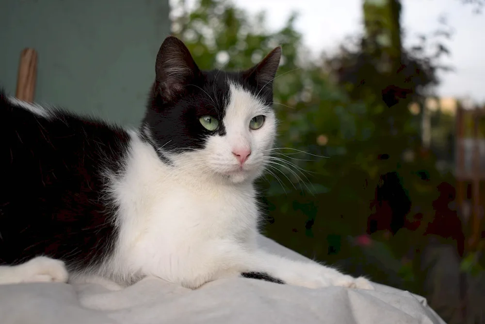 Siberian bicolour shorthair cat