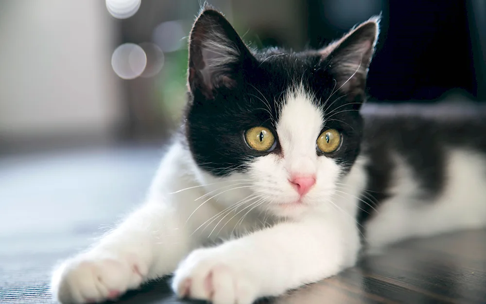 Siberian bicolour shorthair cat