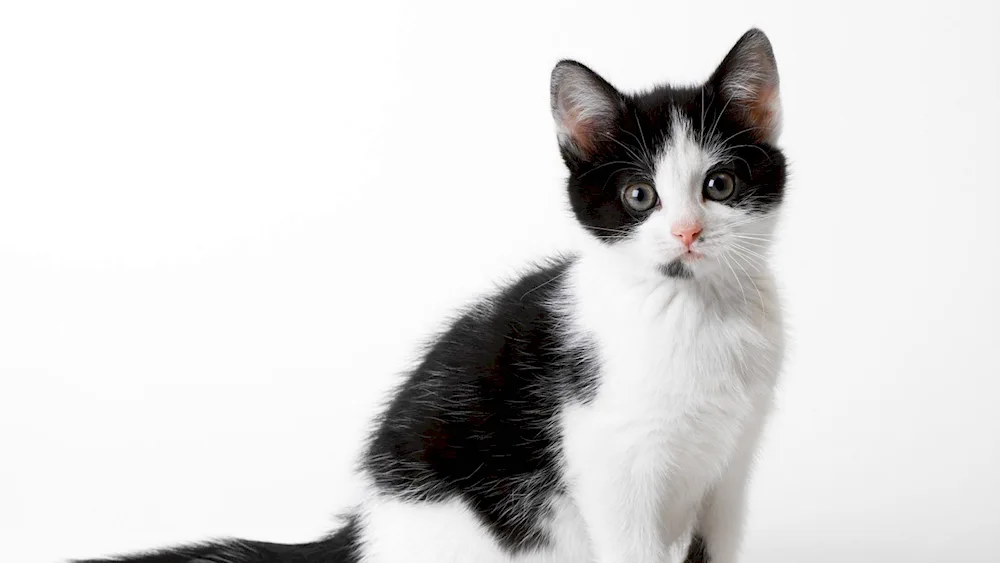 White cat with black spots