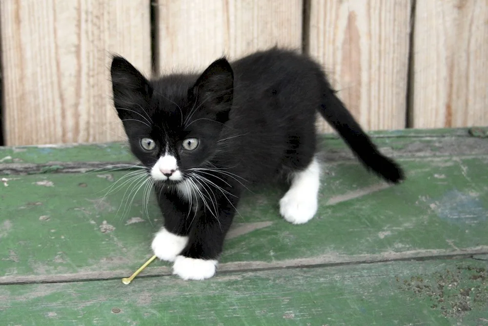 Bombay cat black and white