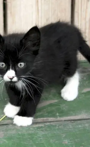 Siberian Bicolour Shorthair