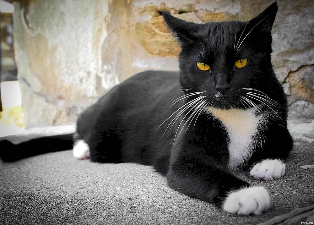 Siberian Bicolour Shorthair