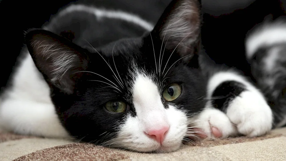 Siberian Bicolour Shorthair cat black white