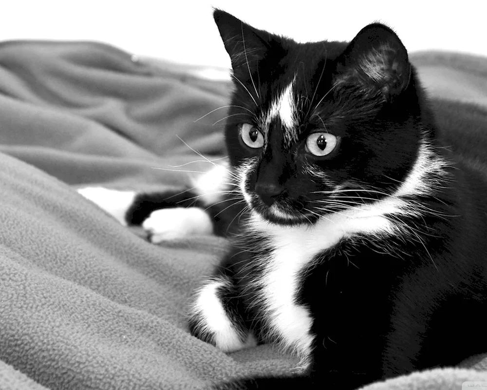 Black white cat