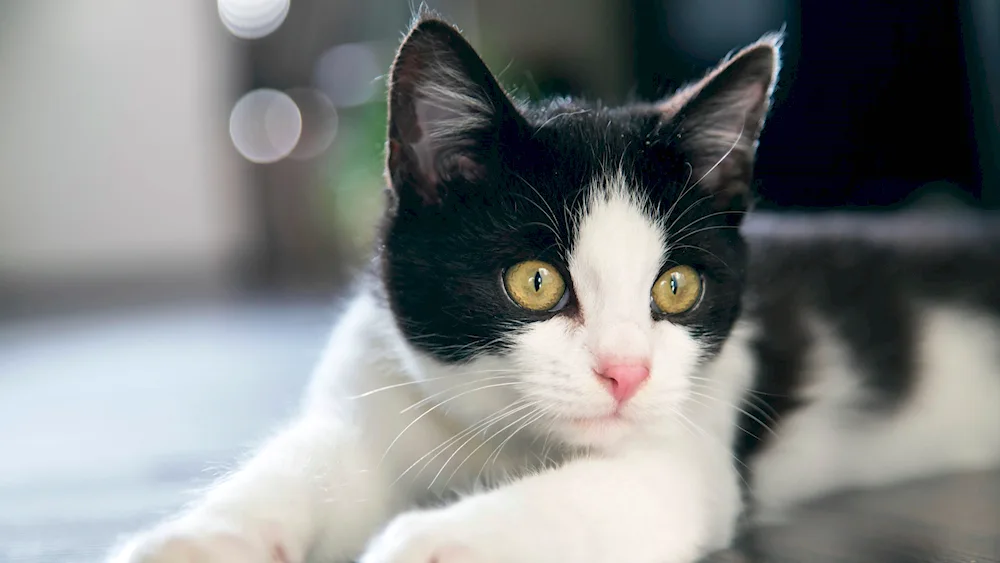 Siberian bicolour shorthair cat