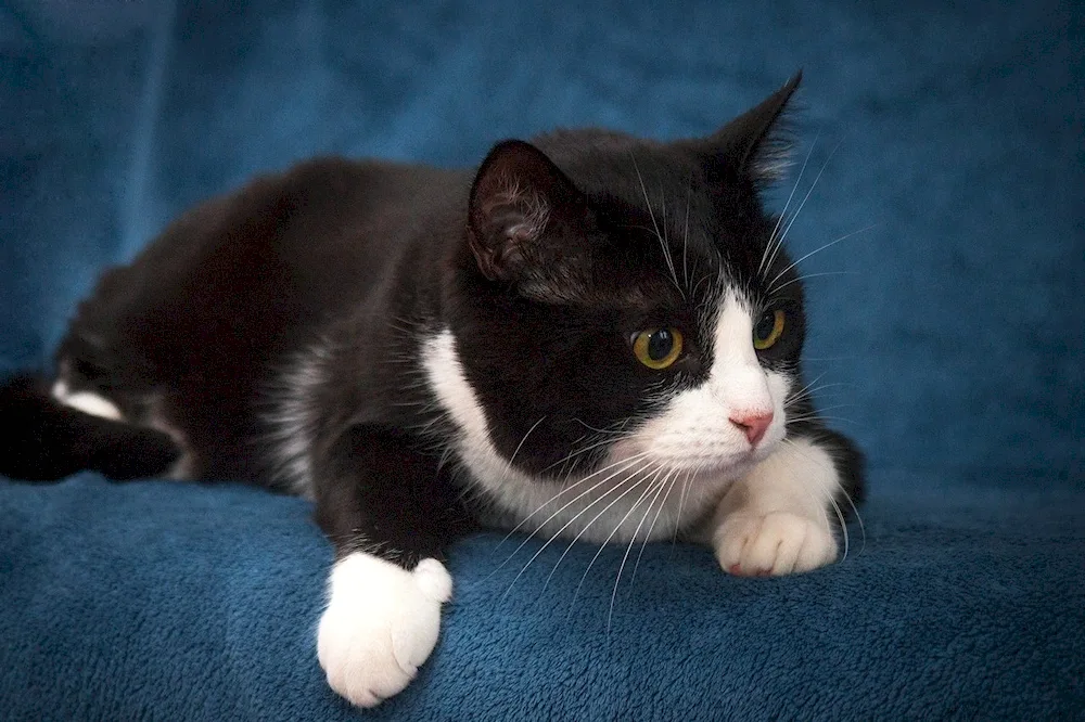 Siberian bicolour short-haired cat