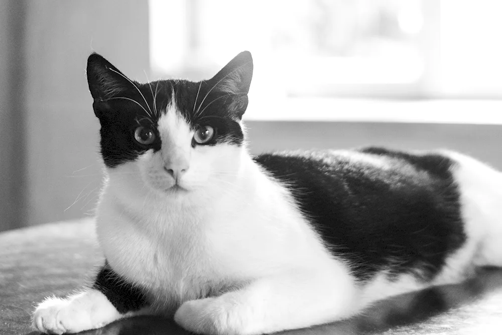 Siberian Bicolour Shorthair cat