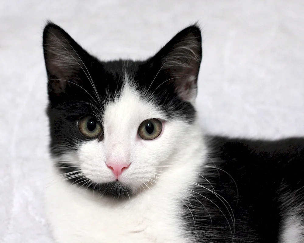 Siberian Bicolour Shorthair cat