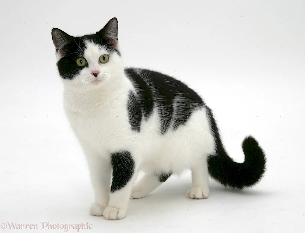 Siberian bicolour shorthair cat