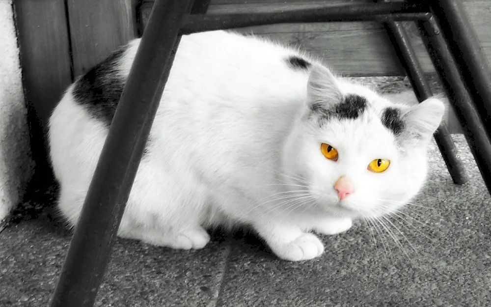 European shorthair cat white