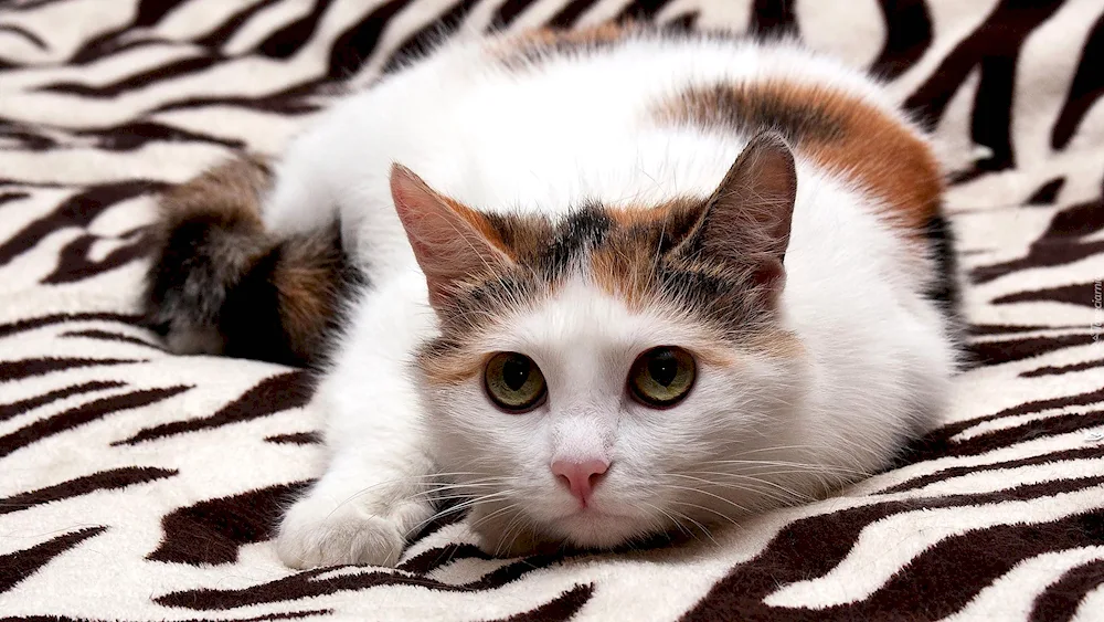 Siberian bicolor shorthair cat