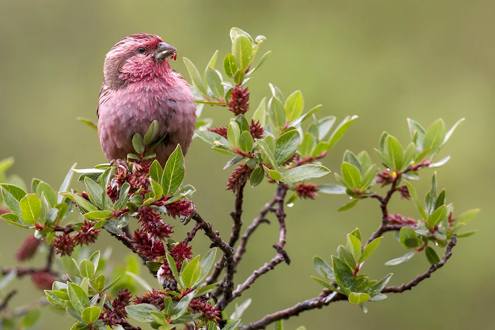 Siberian lentil finches