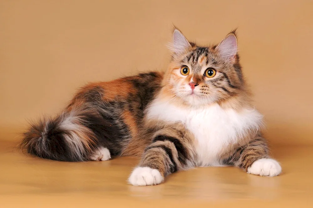 Siberian tortoiseshell cat