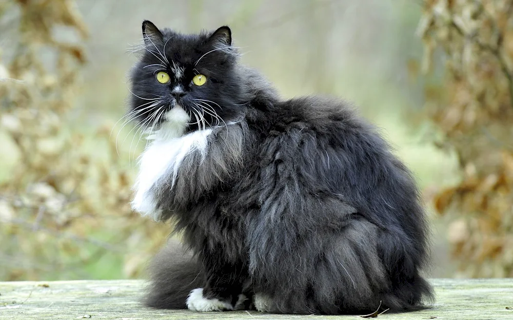 Siberian longhair cat