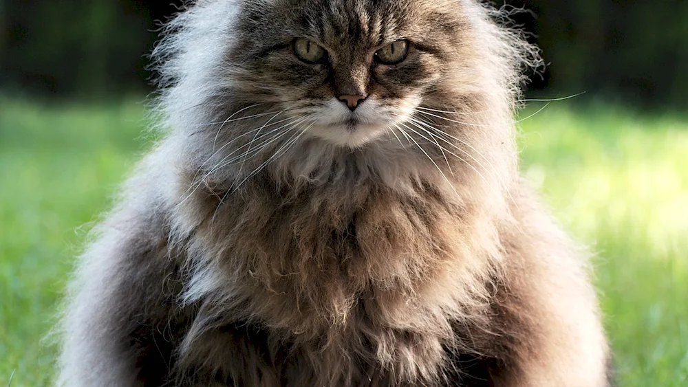 Siberian longhair cat