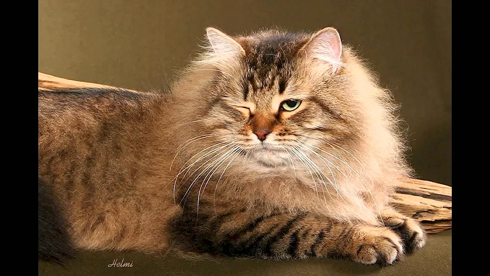 Siberian longhair cat