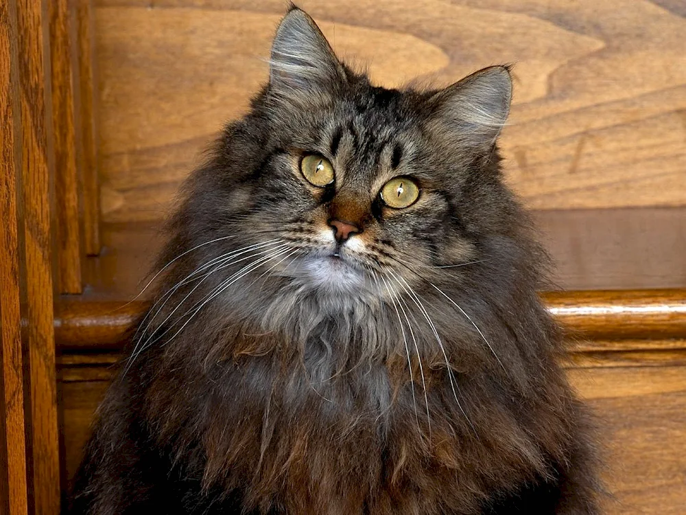 Siberian bicolour cat