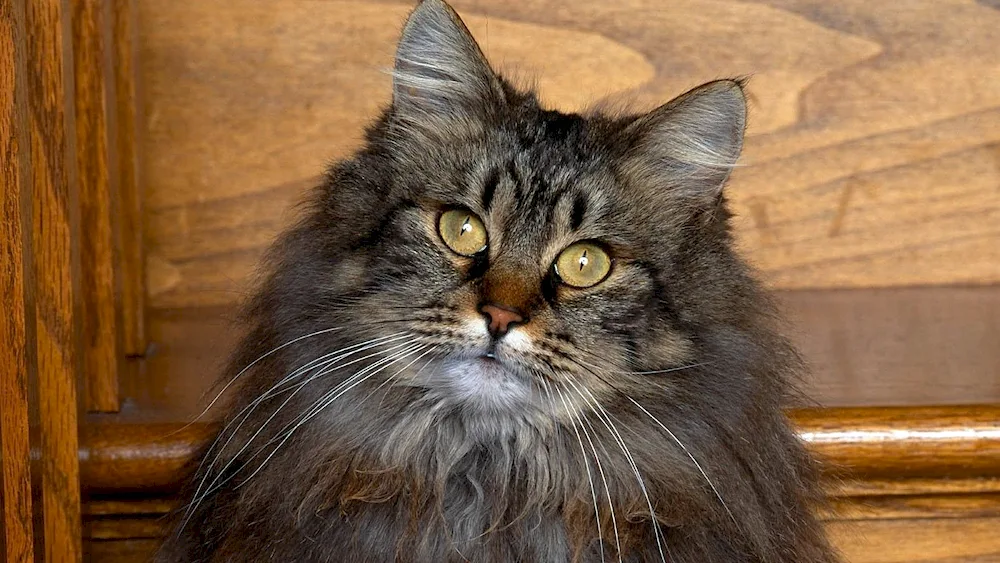 Siberian longhair cat