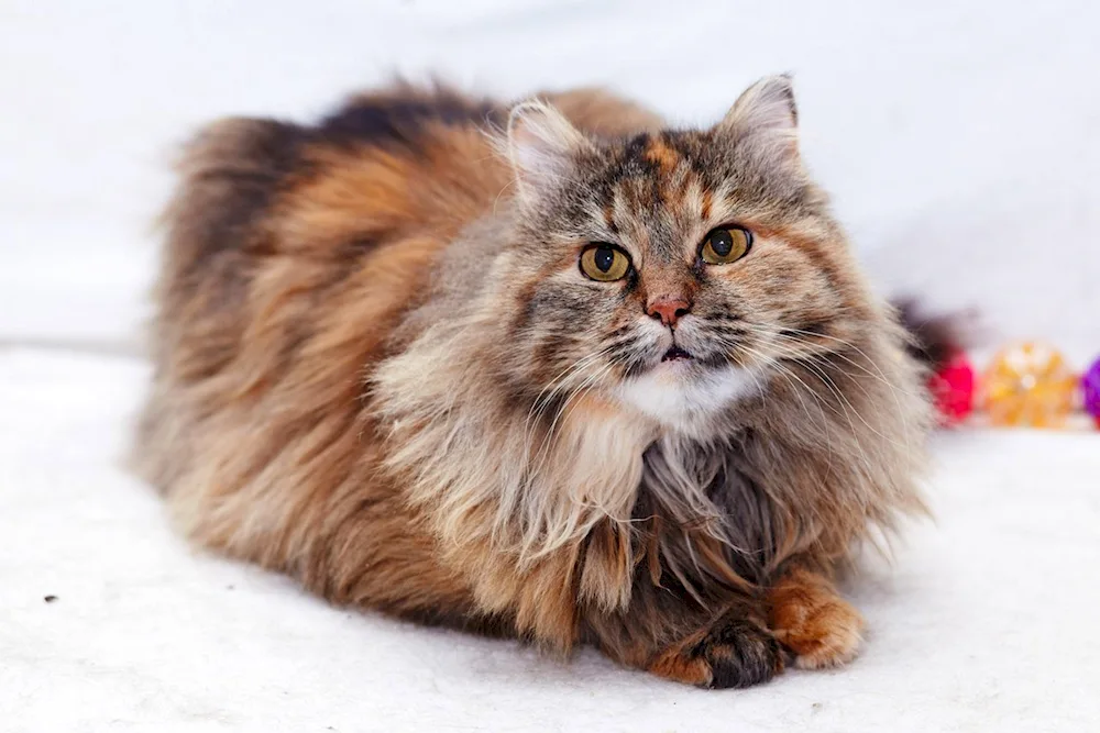 Siberian longhair cat