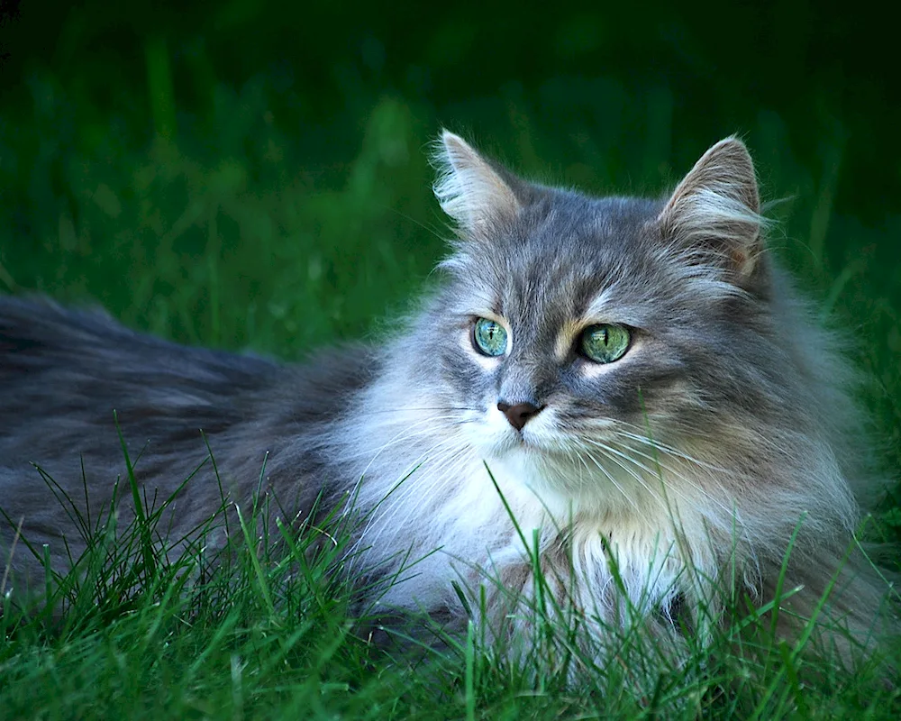 Siberian longhair cat