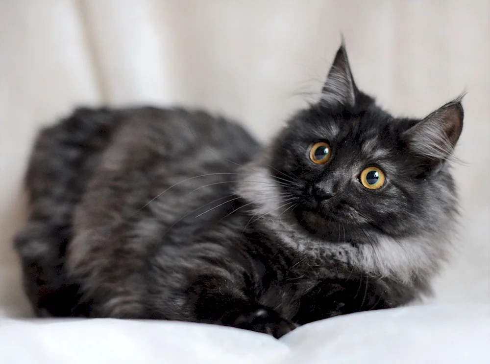 Maine Coon black