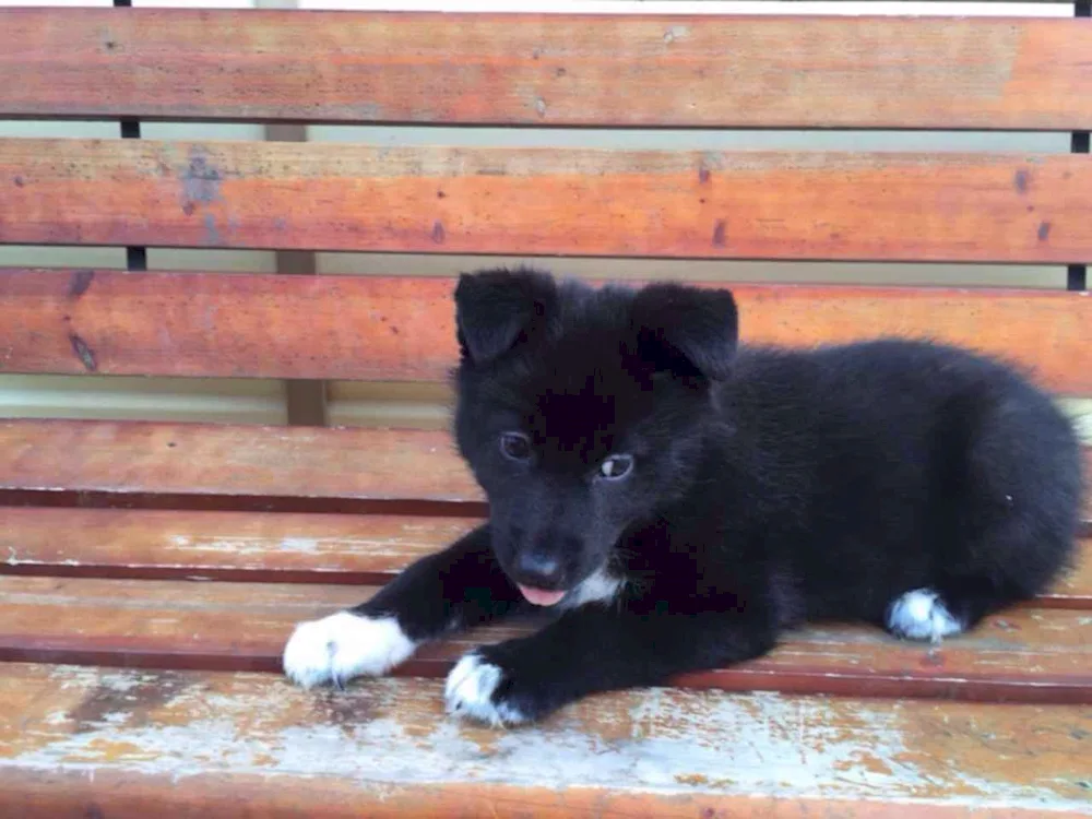 Black German shepherd with white markings