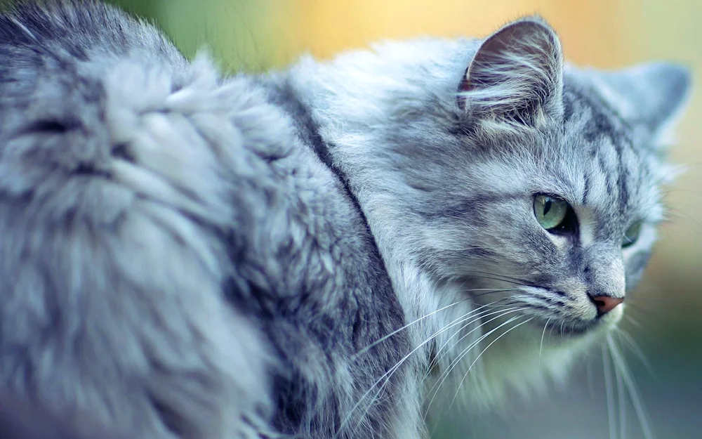 Siberian blue longhair cat