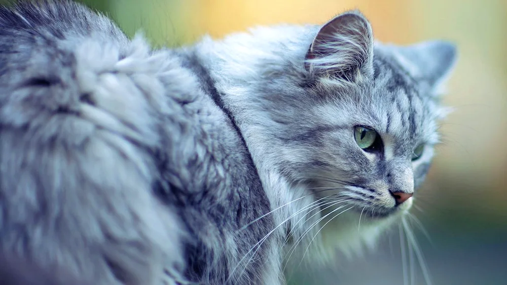 Siberian blue long-haired cat