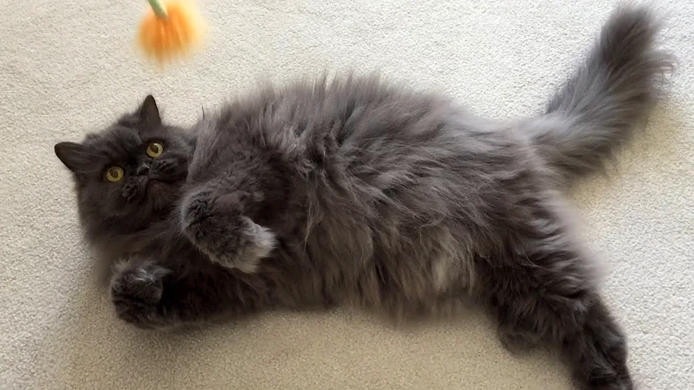 Siberian blue longhair cat