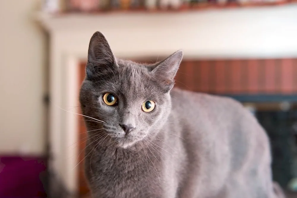 Siberian blue cat