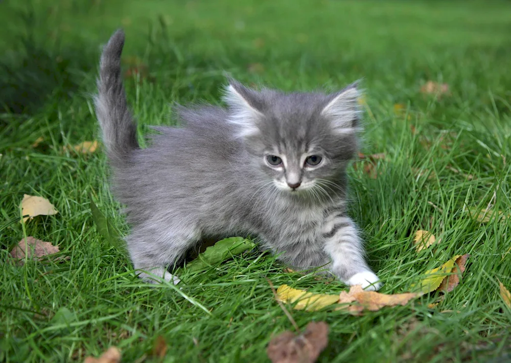 British cat Shorthair cat kittens