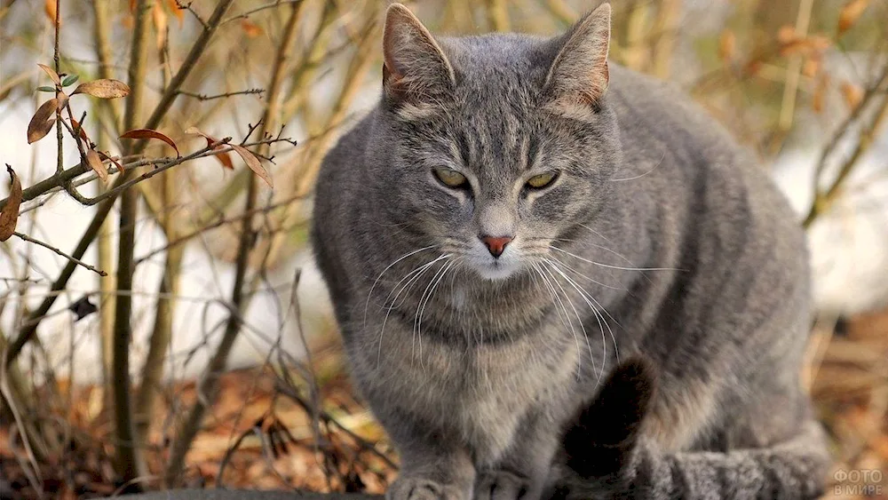 Siberian Shorthair