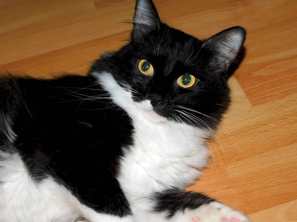 Siberian bicolour shorthair cat