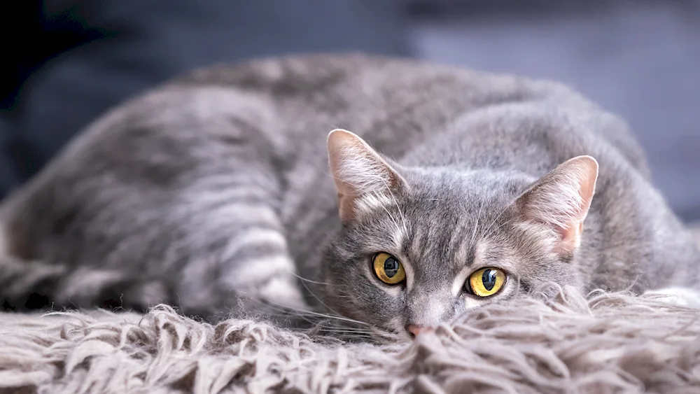 Siberian shorthair cat grey