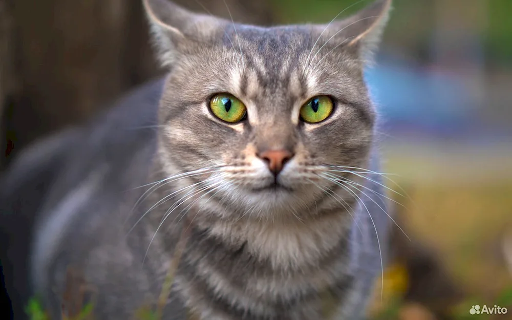 Siberian Shorthair cat grey