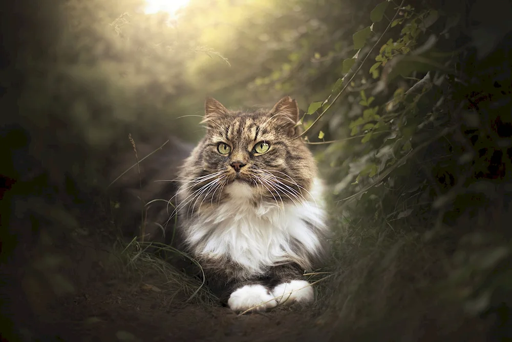 Siberian cat