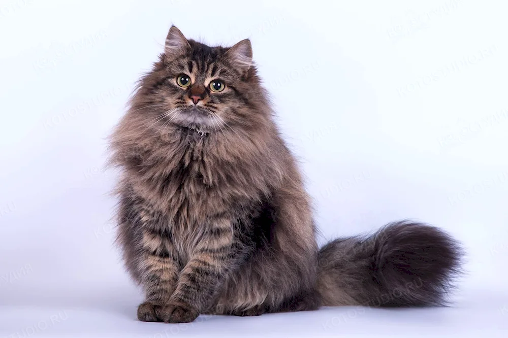 Siberian cat