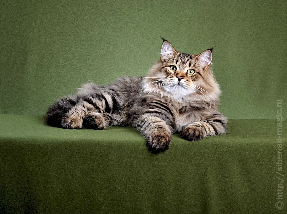 Maine Coon black