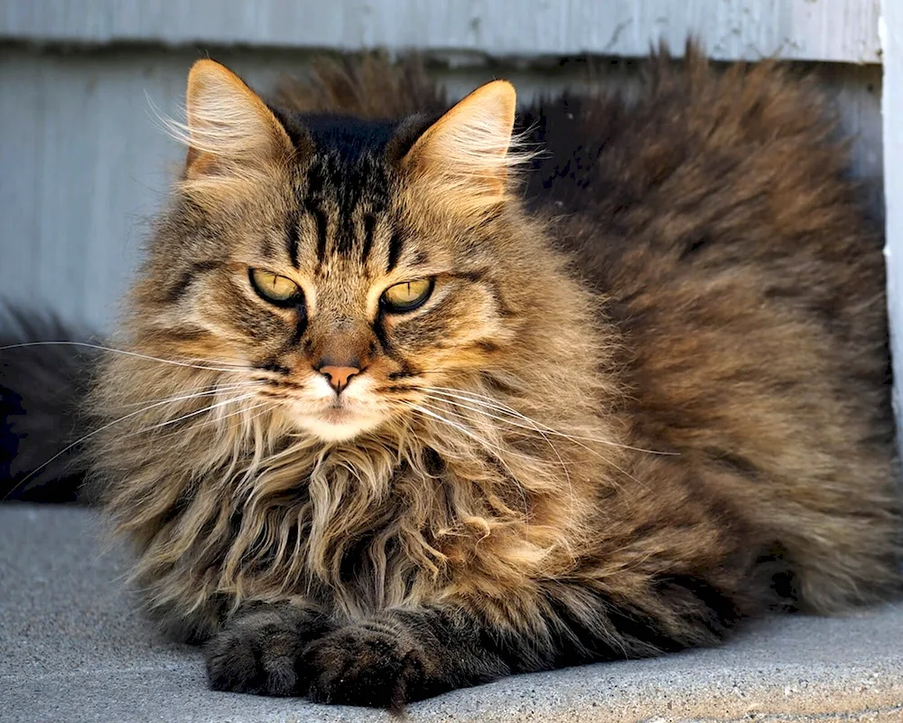 Siberian cat