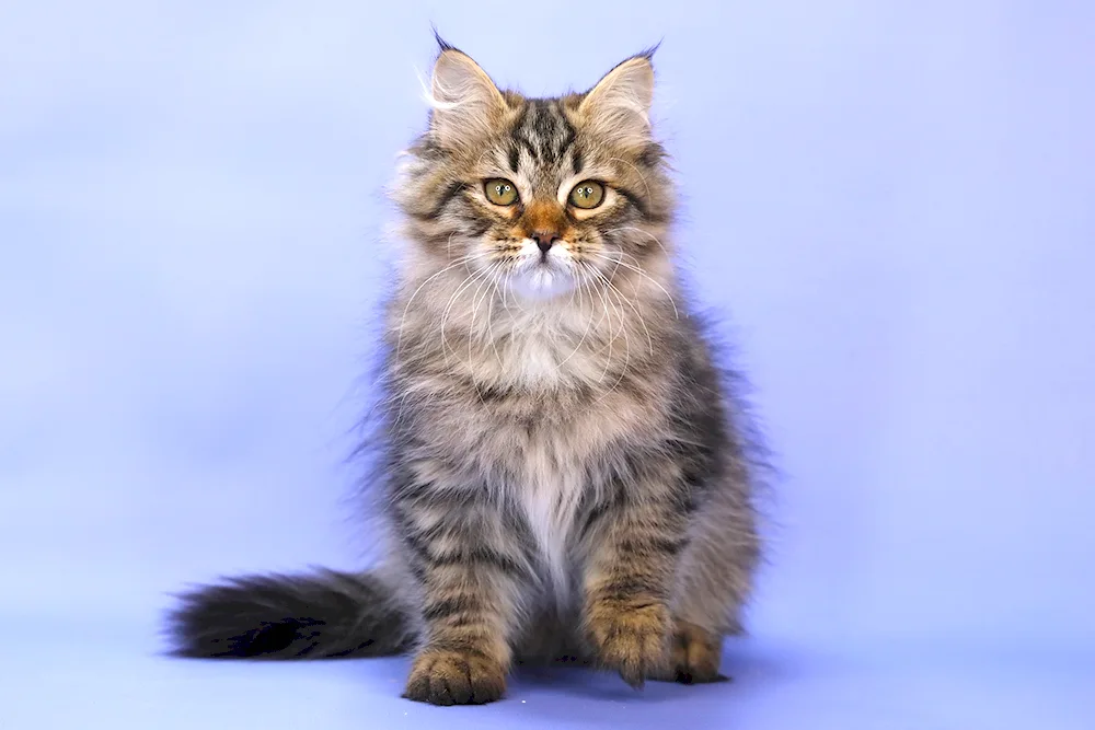 Siberian cat