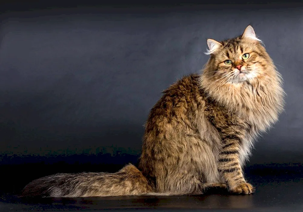 Siberian Cat