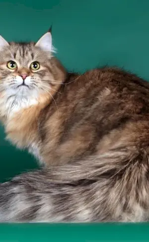 Siberian cat